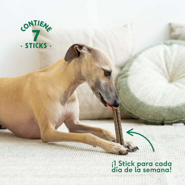 7 barritas Wild Balance Stick Dentales de Pavo para Perros,  Imagen numero 2 7 barritas Wild Balance Stick Dentales de Pavo para Perros, , large Imagen numero 2